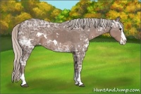 Horse Color:White Spotted Silver Black Ice Sabino Splash