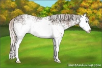 Horse Color:White Spotted Silver Black Ice Splash 