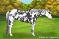 Horse Color:Black Sabino 