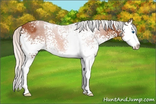 Horse Color: White Spotted Silver Bay Sabino Splash 