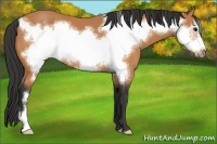 Horse Color:Bay Frame