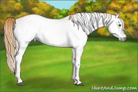 Horse Color:Gray White Spotted Chestnut 