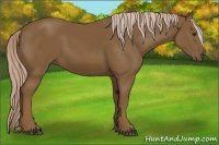 Horse Color:Chocolate Palomino 