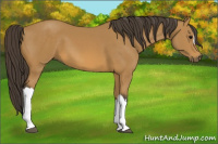 Horse Color:Buckskin 