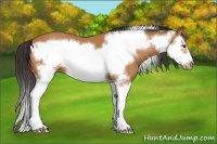 Horse Color:Bay Splash Frame 