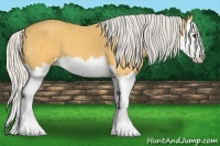 Horse Color:Silver Buckskin Splash 