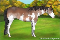 Horse Color:Bay Splash 