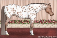 Horse Color:Bay Roan Near Leopard 