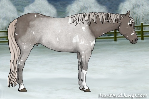 Horse Color: White Spotted Silver Black Tobiano 