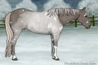 Horse Color:White Spotted Silver Black Tobiano 