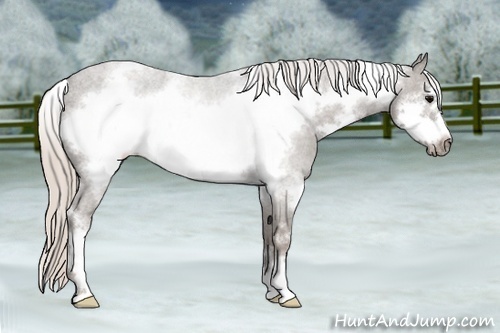 Horse Color: White Spotted Silver Black Sabino Frame 