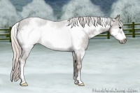 Horse Color:White Spotted Silver Black Sabino Frame 