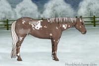 Horse Color:White Spotted Silver Black Sabino 