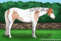 Horse Color:Silver Bay Sabino Tobiano