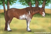 Horse Color:Liver Chestnut Sabino 