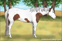 Horse Color:Liver Chestnut Splash Tobiano 