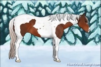Horse Color:Silver Brown Tobiano 