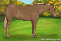 Horse Color:Chocolate Palomino 
