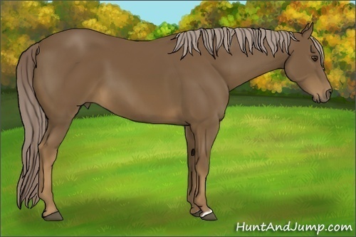 Horse Color: Chocolate Palomino 