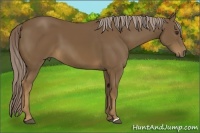 Horse Color:Chocolate Palomino 