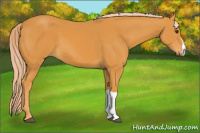 Horse Color:Chocolate Palomino 