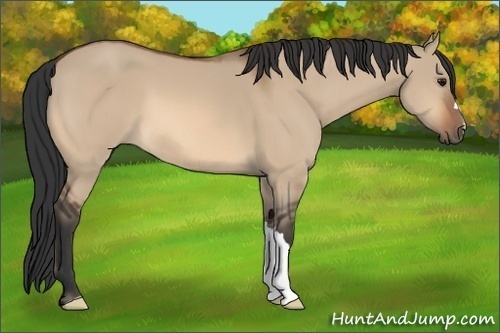 Horse Color: Bay Dun 