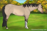 Horse Color:Bay Dun 