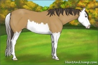 Horse Color:Buckskin Splash 