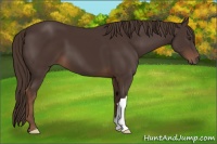 Horse Color:Liver Chestnut 