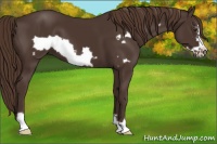 Horse Color:Liver Chestnut Frame 