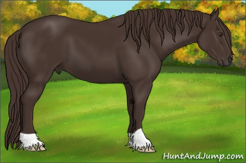 Horse Color: Liver Chestnut 