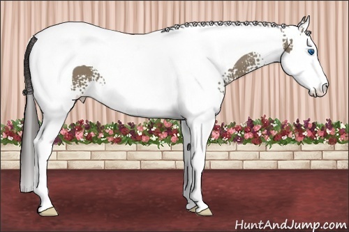 Horse Color: White Spotted Smoky Grullo Splash Tobiano 
