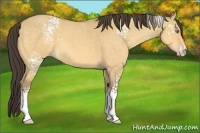 Horse Color:White Spotted Amber Cream Champagne Dun 