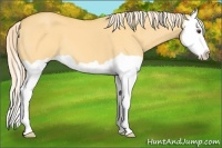 Horse Color:Palomino Dun Splash 