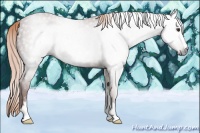 Horse Color:Gray Chestnut Sabino 