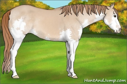Horse Color: Red Dun Splash 