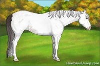 Horse Color:White Spotted Bay 