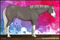 Horse Color:Silver Black Splash 