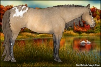 Horse Color:Buckskin Appaloosa Rabicano Brindle