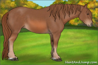 Horse Color:Liver Chestnut 