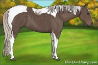 Horse Color:Silver Black Tobiano 