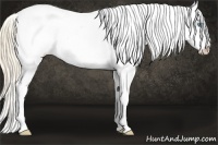 Horse Color:Perlino Roan Dun Splash Appaloosa