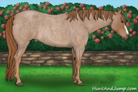 Horse Color:Red Roan Rabicano 