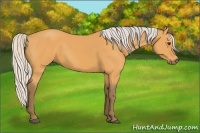 Horse Color:Silver Buckskin 