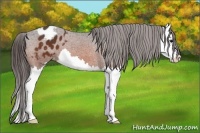 Horse Color:Bay Splash Appaloosa 