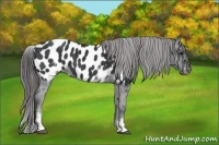 Horse Color:White Spotted Black Blanket Rabicano 