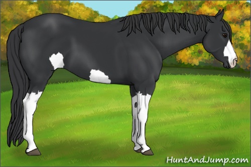 Horse Color: Black 