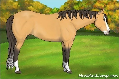 Horse Color: Buckskin Splash 
