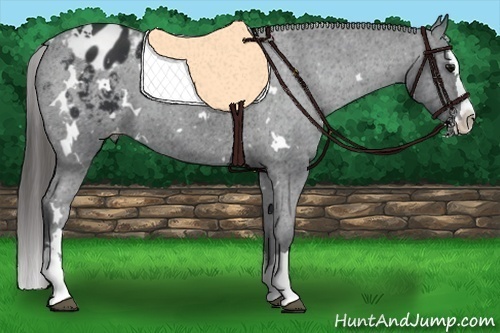Horse Color:White Spotted Black Splash Varnish 