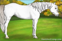 Horse Color:Gray White Spotted Silver Black 